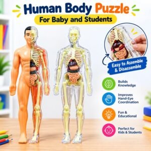 Human Body Puzzle – খেলতে খেলতেই শরীর সম্পর্কে শেখা! 🧠